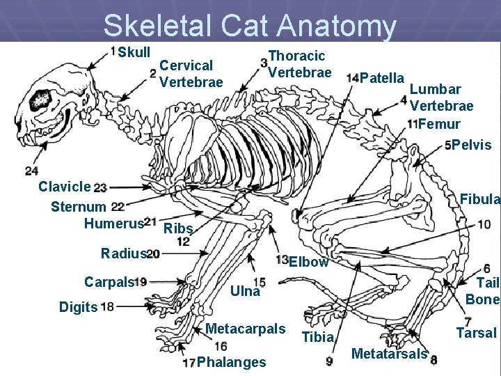 Skeletal Cat Anatomy Skull Clavicle Sternum Humerus Thoracic Vertebrae Cervical Vertebrae Lumbar Vertebrae Femur