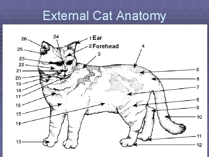 External Cat Anatomy Ear Forehead 