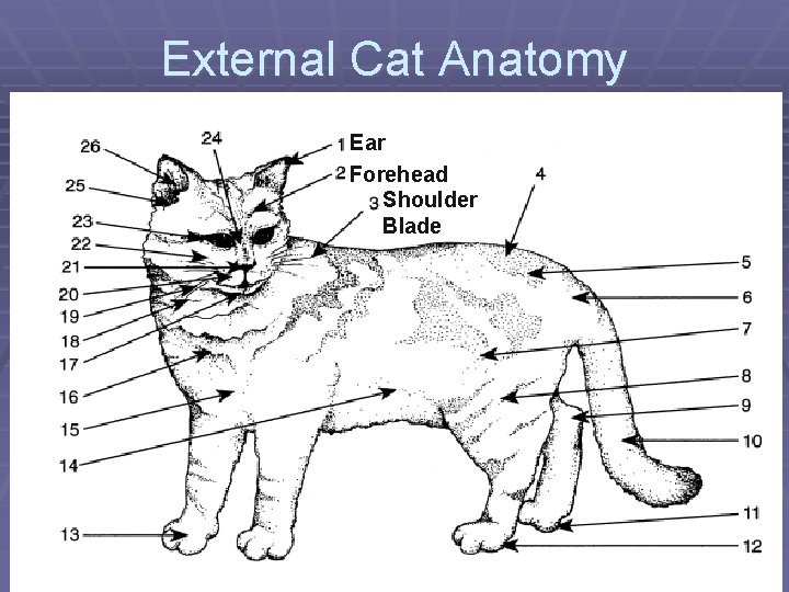 External Cat Anatomy Ear Forehead Shoulder Blade 
