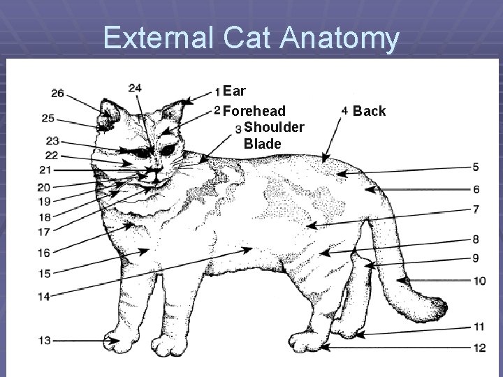 External Cat Anatomy Ear Forehead Shoulder Blade Back 