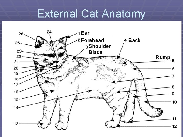 External Cat Anatomy Ear Forehead Shoulder Blade Back Rump 