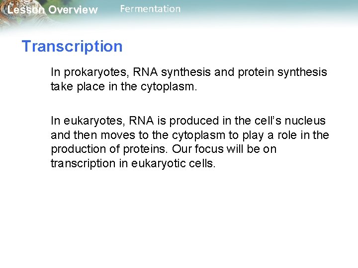 Lesson Overview Fermentation Transcription In prokaryotes, RNA synthesis and protein synthesis take place in