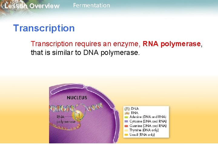 Lesson Overview Fermentation Transcription requires an enzyme, RNA polymerase, that is similar to DNA