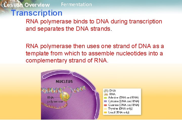Lesson Overview Fermentation Transcription RNA polymerase binds to DNA during transcription and separates the