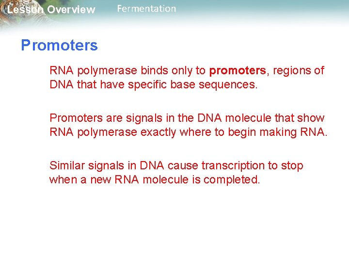 Lesson Overview Fermentation Promoters RNA polymerase binds only to promoters, regions of DNA that