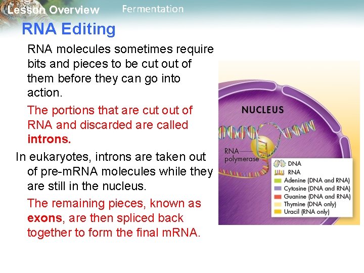 Lesson Overview Fermentation RNA Editing RNA molecules sometimes require bits and pieces to be