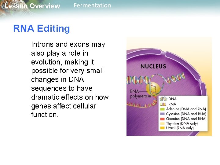 Lesson Overview Fermentation RNA Editing Introns and exons may also play a role in