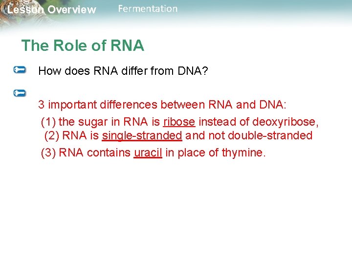 Lesson Overview Fermentation The Role of RNA How does RNA differ from DNA? 3
