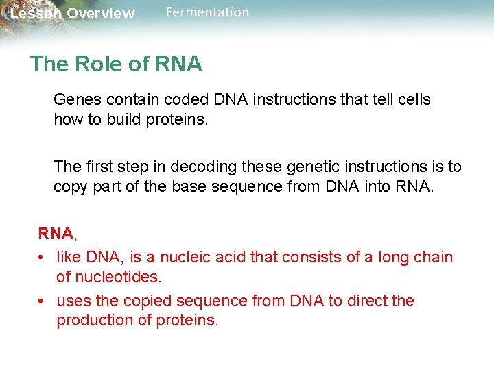 Lesson Overview Fermentation The Role of RNA Genes contain coded DNA instructions that tell