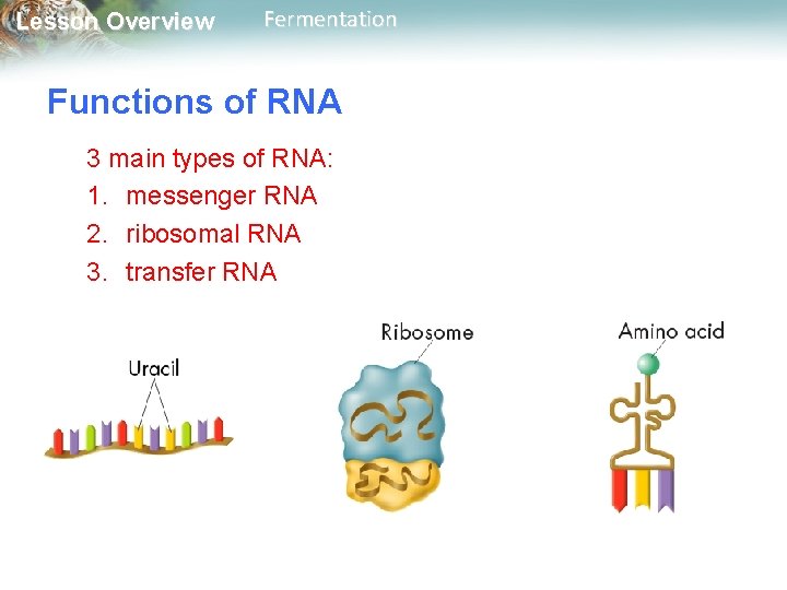 Lesson Overview Fermentation Functions of RNA 3 main types of RNA: 1. messenger RNA