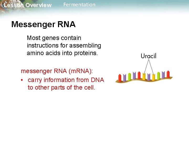 Lesson Overview Fermentation Messenger RNA Most genes contain instructions for assembling amino acids into