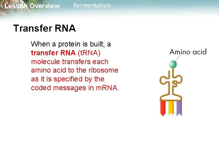 Lesson Overview Fermentation Transfer RNA When a protein is built, a transfer RNA (t.