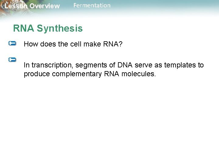 Lesson Overview Fermentation RNA Synthesis How does the cell make RNA? In transcription, segments