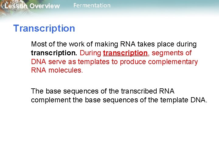 Lesson Overview Fermentation Transcription Most of the work of making RNA takes place during