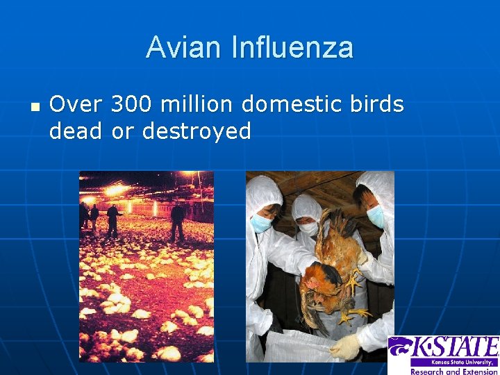 Avian Influenza n Over 300 million domestic birds dead or destroyed 