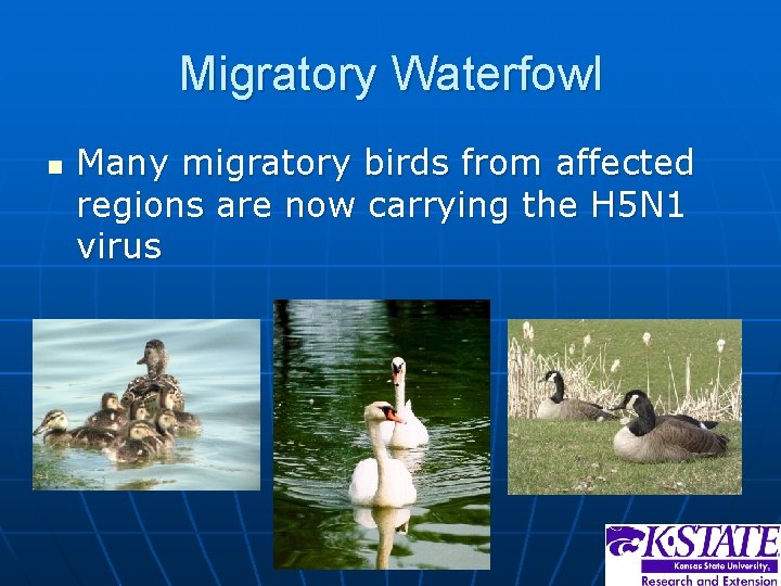 Migratory Waterfowl n Many migratory birds from affected regions are now carrying the H