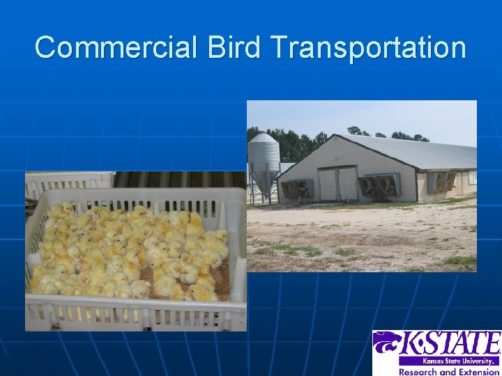 Commercial Bird Transportation 