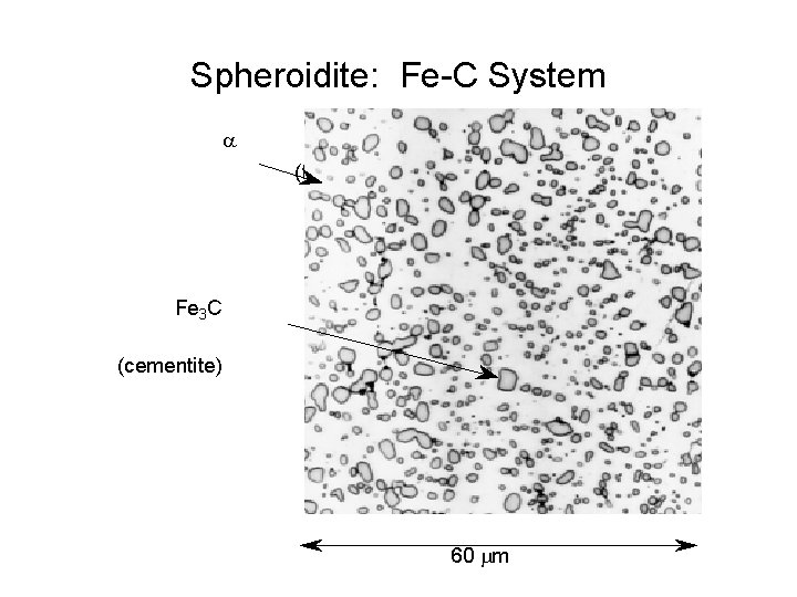 Spheroidite: Fe-C System a (ferrite) Fe 3 C (cementite) 60 m 