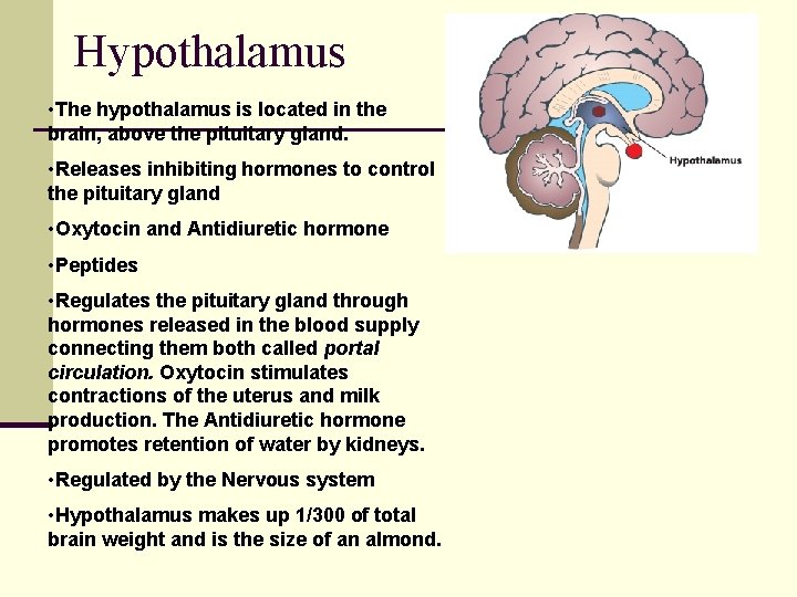 Hypothalamus • The hypothalamus is located in the brain, above the pituitary gland. •