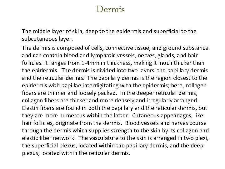 Dermis The middle layer of skin, deep to the epidermis and superficial to the Dermis The middle layer of skin, deep to the epidermis and superficial to the