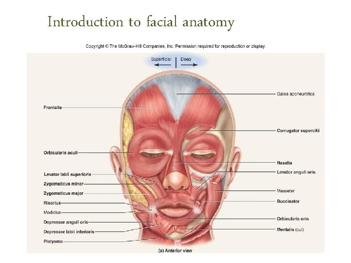 Introduction to facial anatomy Module 1 Introduction to facial anatomy Introduction to facial anatomy Module 1 Introduction to facial anatomy