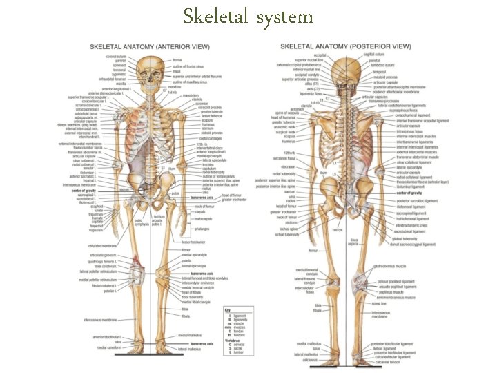 Skeletal system Skeletal system