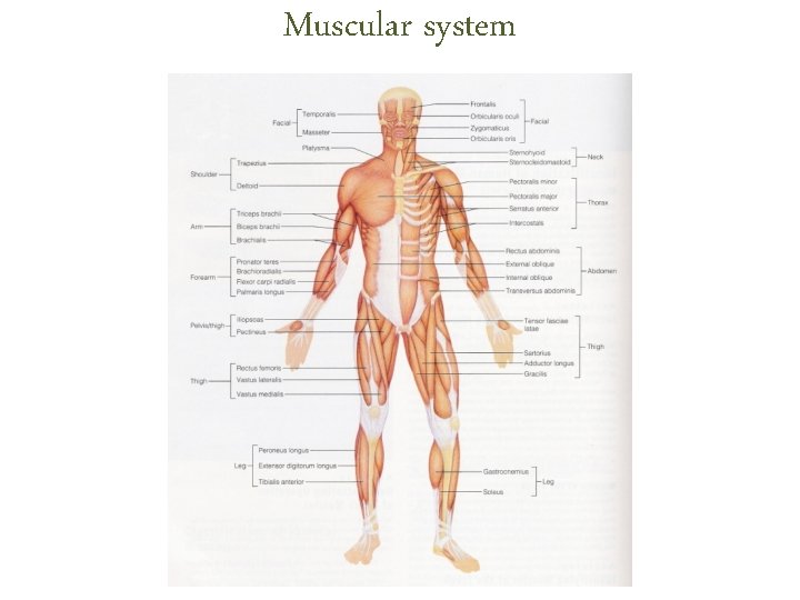 Muscular system Muscular system