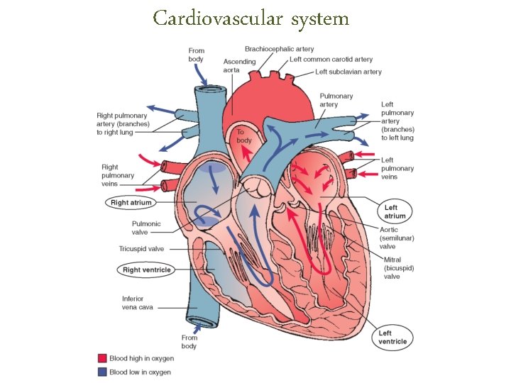 Cardiovascular system Cardiovascular system