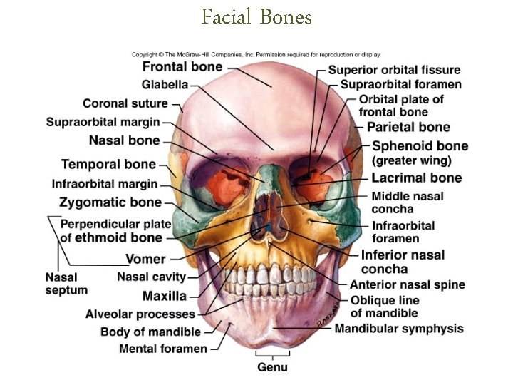 Facial Bones Facial Bones