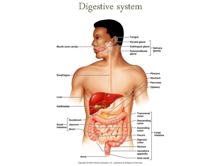 Digestive system Digestive system