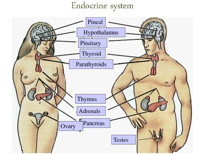 Endocrine system Endocrine system