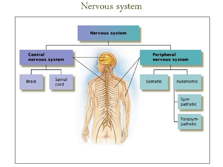 Nervous system Nervous system