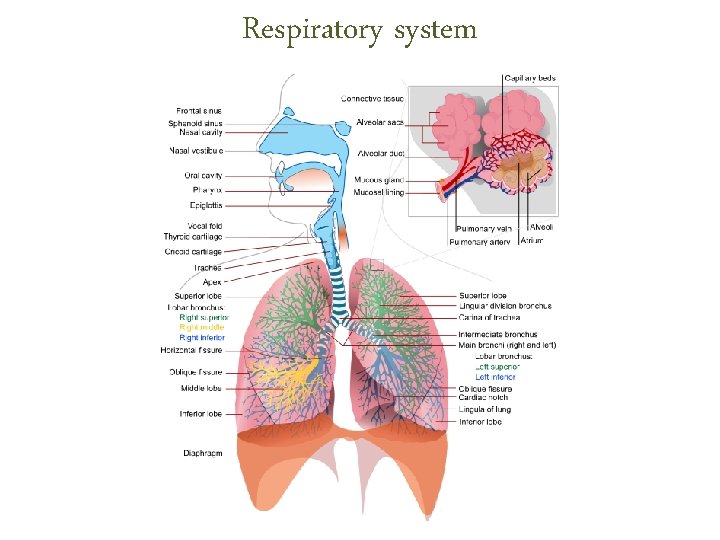 Respiratory system Respiratory system