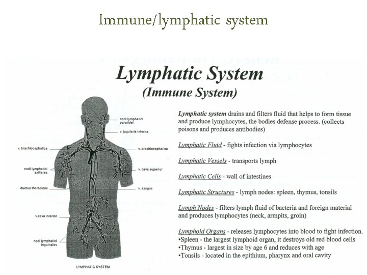 Immune/lymphatic system Immune/lymphatic system