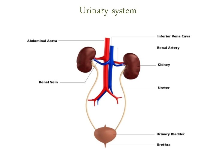 Urinary system Urinary system