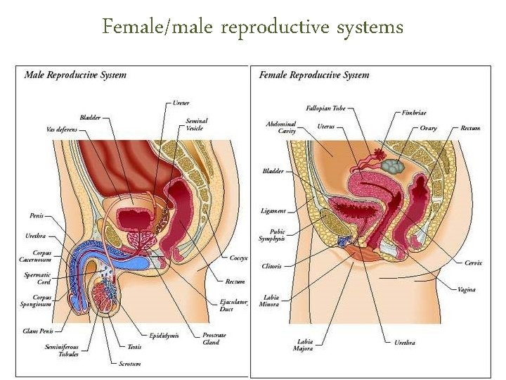 Female/male reproductive systems Female/male reproductive systems