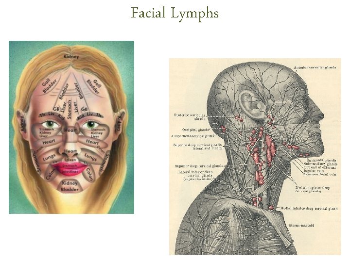 Facial Lymphs Facial Lymphs
