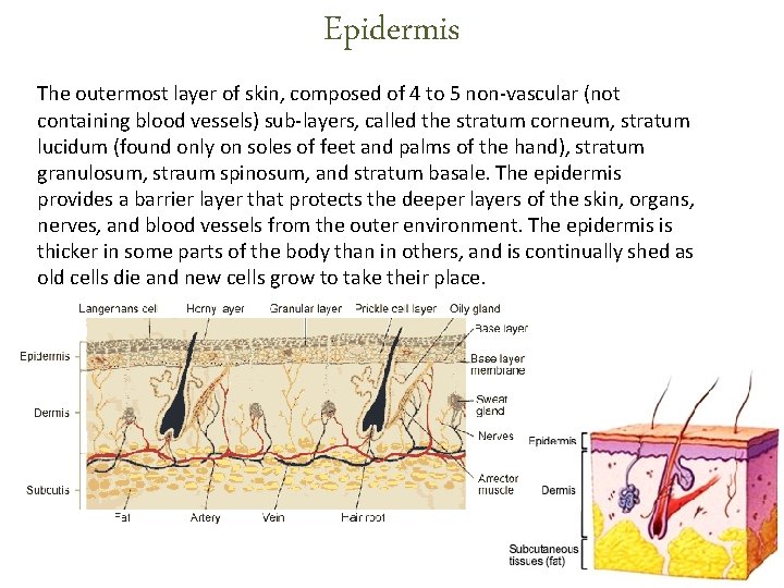 Epidermis The outermost layer of skin, composed of 4 to 5 non-vascular (not containing Epidermis The outermost layer of skin, composed of 4 to 5 non-vascular (not containing