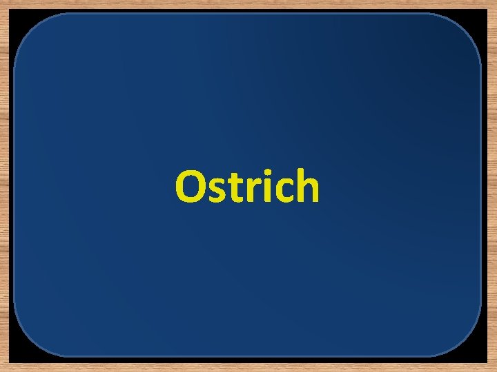 Ostrich 