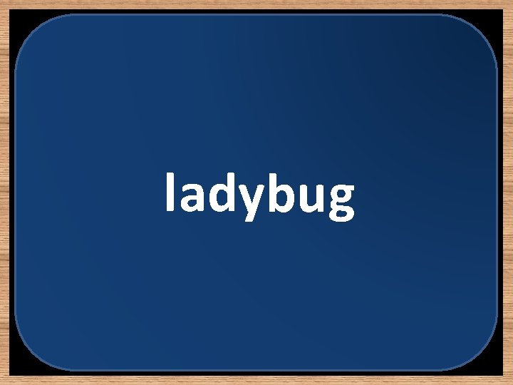 ladybug 