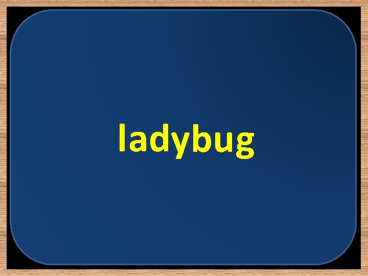 ladybug 