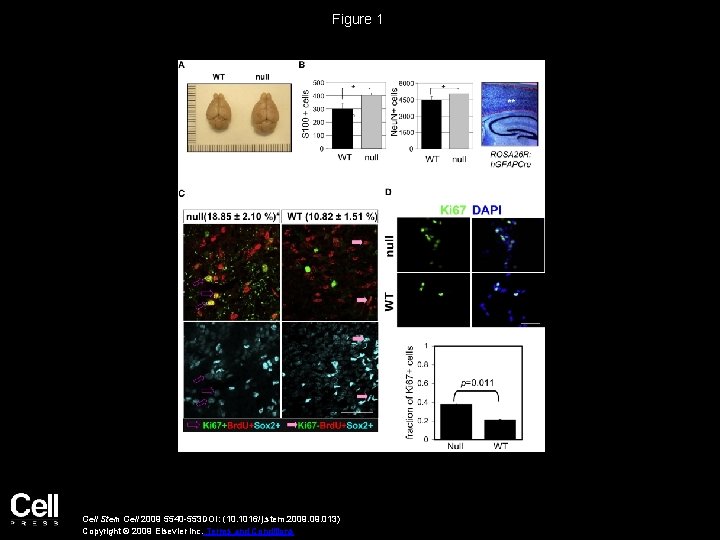 Figure 1 Cell Stem Cell 2009 5540 -553 DOI: (10. 1016/j. stem. 2009. 013)