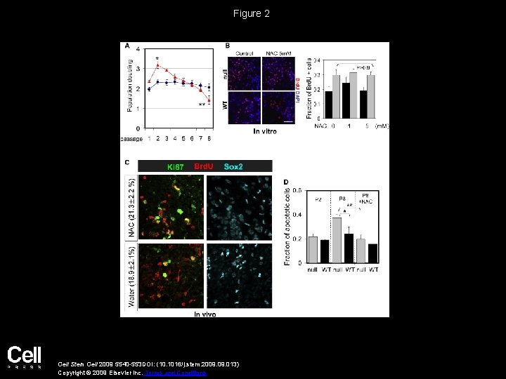 Figure 2 Cell Stem Cell 2009 5540 -553 DOI: (10. 1016/j. stem. 2009. 013)