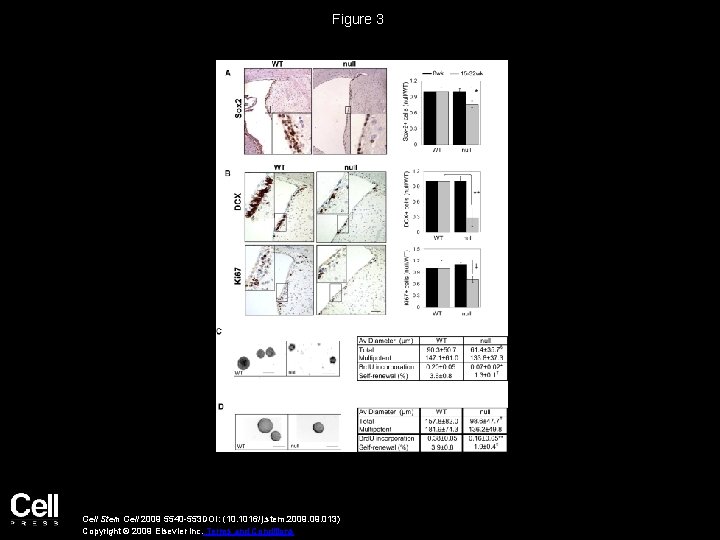 Figure 3 Cell Stem Cell 2009 5540 -553 DOI: (10. 1016/j. stem. 2009. 013)