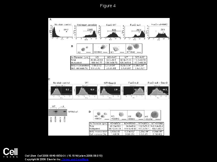 Figure 4 Cell Stem Cell 2009 5540 -553 DOI: (10. 1016/j. stem. 2009. 013)