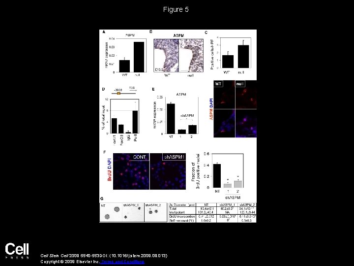 Figure 5 Cell Stem Cell 2009 5540 -553 DOI: (10. 1016/j. stem. 2009. 013)