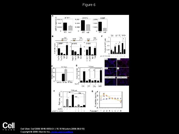 Figure 6 Cell Stem Cell 2009 5540 -553 DOI: (10. 1016/j. stem. 2009. 013)