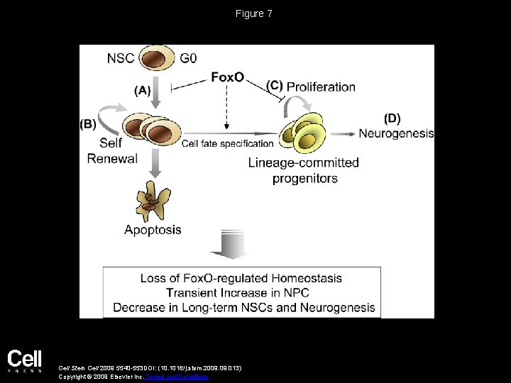 Figure 7 Cell Stem Cell 2009 5540 -553 DOI: (10. 1016/j. stem. 2009. 013)