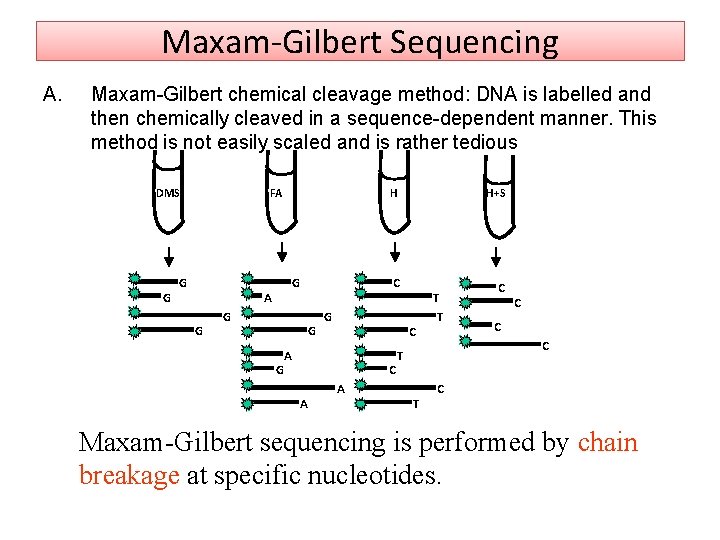 Maxam‐Gilbert Sequencing A. Maxam-Gilbert chemical cleavage method: DNA is labelled and then chemically cleaved