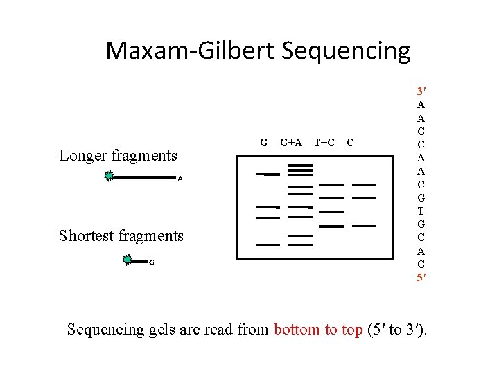 Maxam‐Gilbert Sequencing Longer fragments A Shortest fragments G G G+A T+C C 3′ A